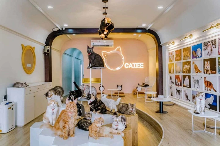 Những quán cafe mèo ở Đà Nẵng được du khách săn đón nhiều nhất