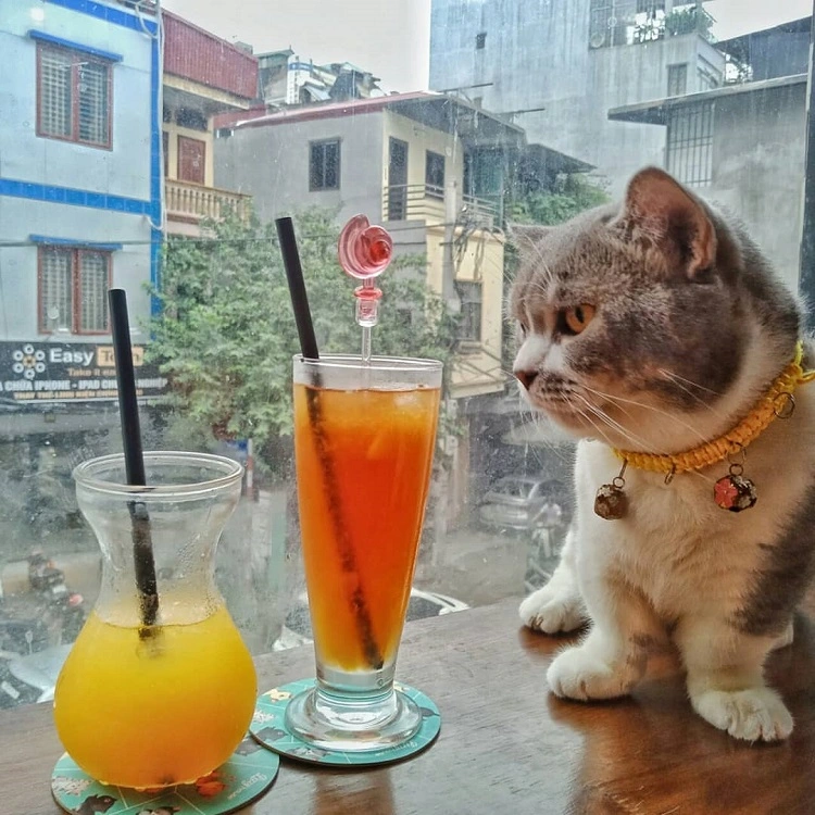 Những quán cafe mèo ở Đà Nẵng được du khách săn đón nhiều nhất