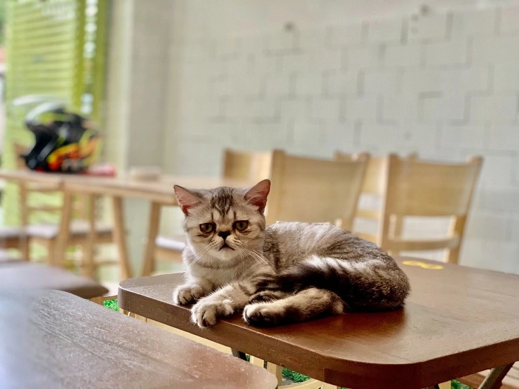 Những quán cafe mèo ở Đà Nẵng được du khách săn đón nhiều nhất