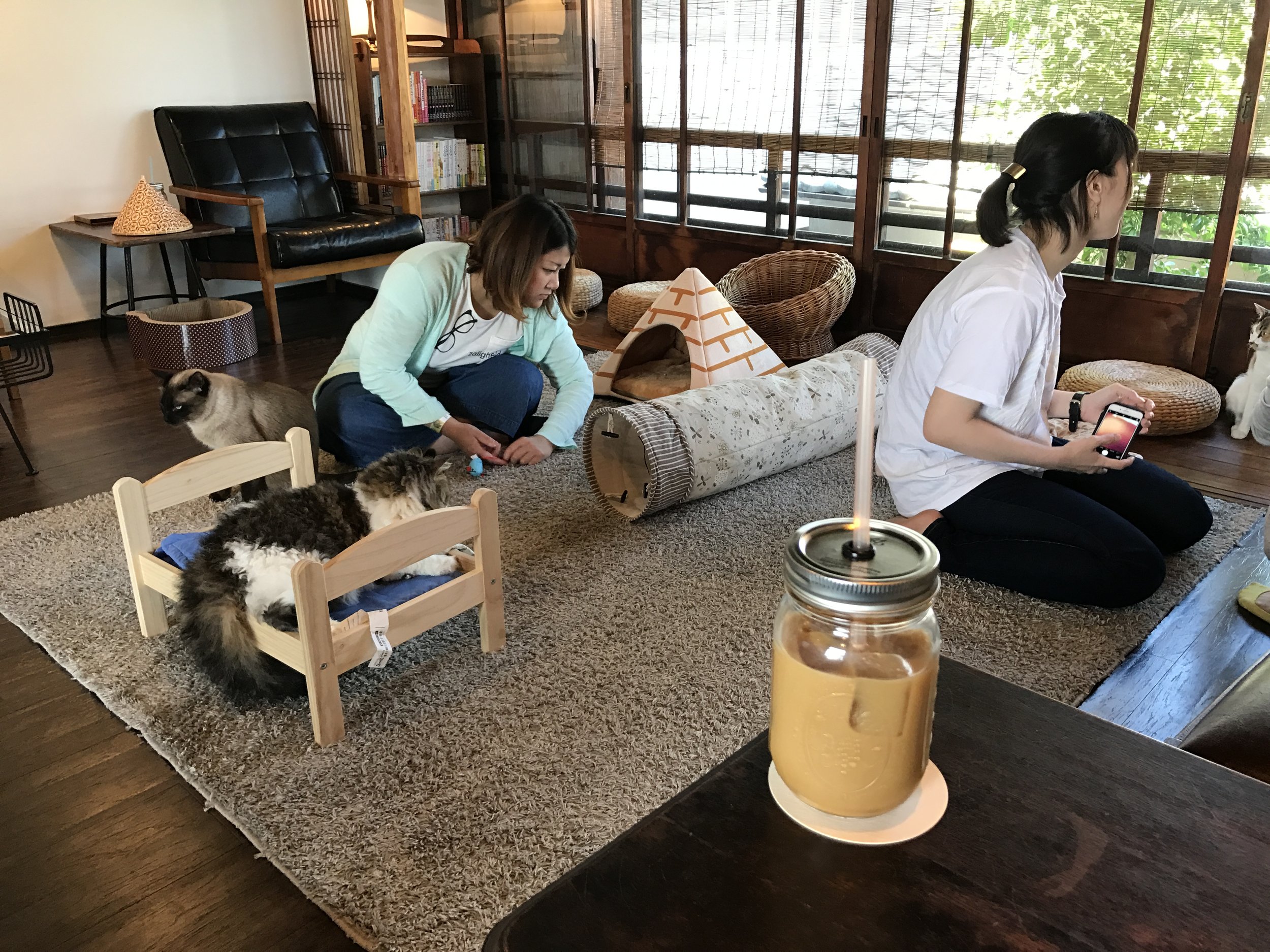 Quán cà phê Cat Apartment, Kyoto, Nhật Bản