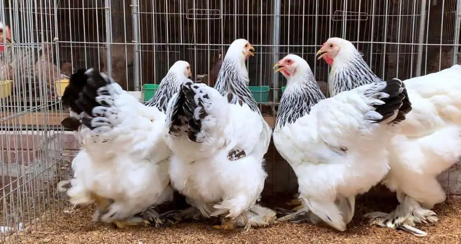 Gà kỳ lân – “Vua của các loại gà” trong thế giới gà cảnh